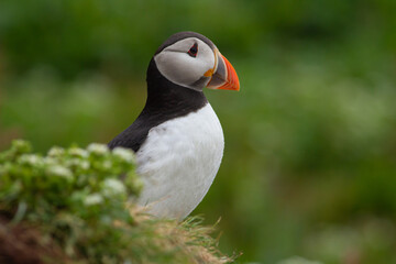 Maskonur Puffin © Karbek