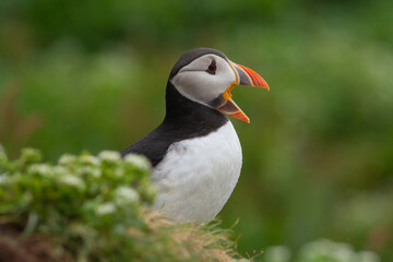 Maskonur Puffin