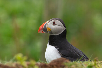 Maskonur Puffin