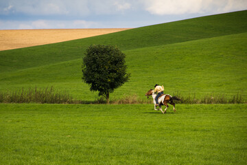 Jeździec na koniu w otoczeniu pól i łąk