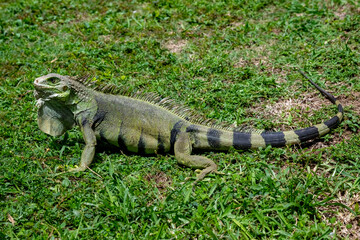 Iguana