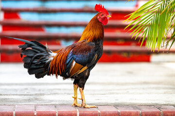 Rooster posing for the photo