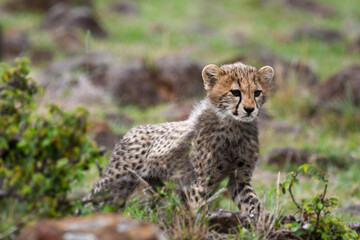 Naklejka na ściany i meble Cheetah Cub Standing