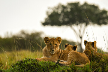 Lion Cub by Acacia Tree
