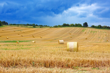Fototapeta na wymiar Field of grain.Farmer field of wheat against the blue sky.