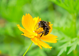 Bee sucking nectar from yellow flower