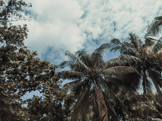 Tropical trees and a blue sky on Maldives. Coconut palm trees. Summer vacation on a paradise tropical island.