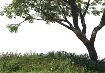 Meadows and large trees on a white background.