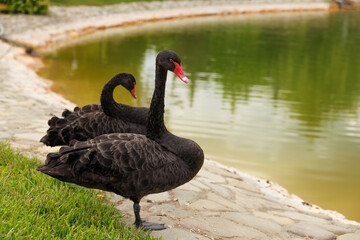 Two black swans on a pond