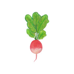 Hand drawn watercolor radish isolated on white background. Fresh tasty vegetable with green leaf, vegetarian food, green market