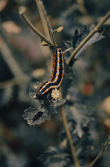 oruga esperando ser una mariposa 