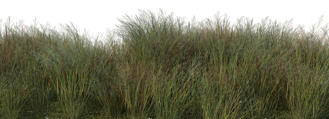 Streaky grass on a white background.