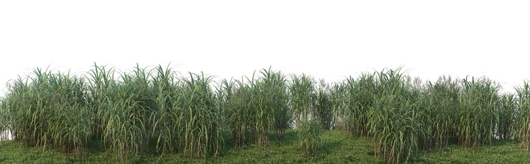 Streaky grass on a white background.