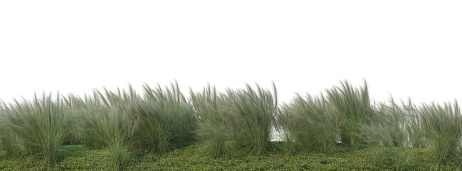 Fototapeta na wymiar Streaky grass on a white background.