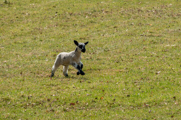 cute black and white lamb running across the meadow