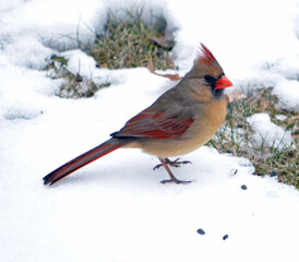 Cardinal on snow