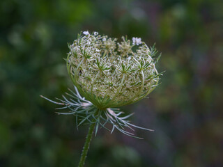 Closeup view of bright white and green daucus carota aka wild carrot, bird's nest or bishop's lace young flower blooming outdoors on natural background - obrazy, fototapety, plakaty