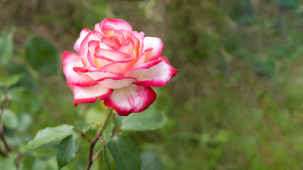 A beautiful blooming white rose with a pink rim on the petals, against a blurred background of a green garden. Selective focus. Copy the space view