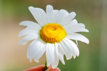Obraz premium chamomile flower. the concept of medicinal herbs, summer mood