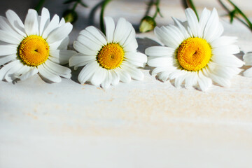chamomile flower on a wooden background. the concept of medicinal herbs, summer mood