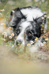border collie dog in flower