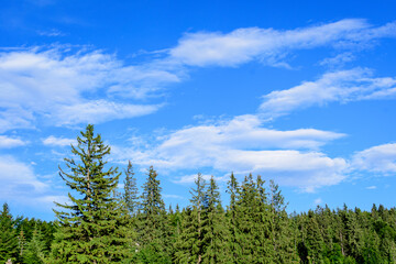 Landscape with many large green trees and fir trees in a forest at at mountains, in a sunny summer day, beautiful outdoor monochrome background.