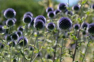 Ruthenian globe thistle, also known as Echinops bannaticus, growing amongst grasses, photographed during a heatwave in Villandry in the Loire Valley, France.
