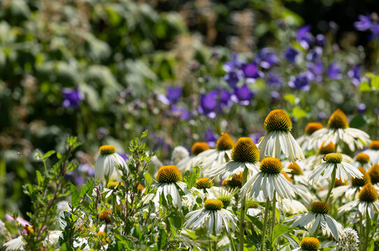 Echinacea cone flowers photographed during a heatwave in the ornamental garden at Chateau Palace Villandry in the Loire Valley, France.
