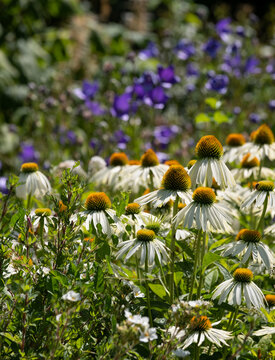 Echinacea cone flowers photographed during a heatwave in the ornamental garden at Chateau Palace Villandry in the Loire Valley, France.