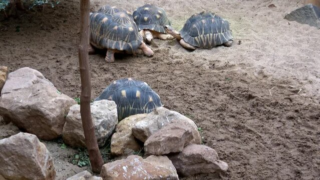Madakascar tortoise (Pyxis arachnoides).Tortoise is walking on the ground