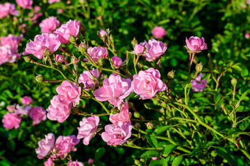 Large green bush with many fresh vivid pink roses and green leaves in a garden in a sunny summer day, beautiful outdoor floral background photographed with soft focus.