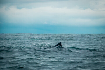 whale in the Pacific Ocean