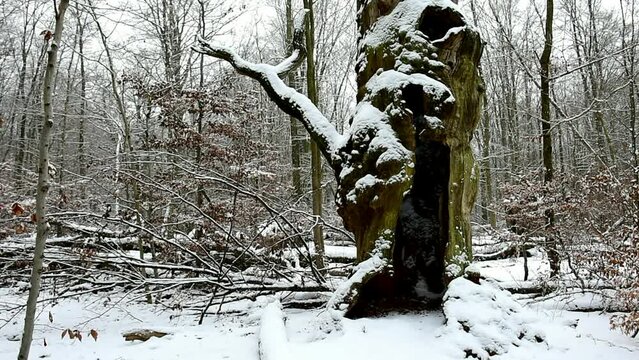 Alte Eiche im Winter 