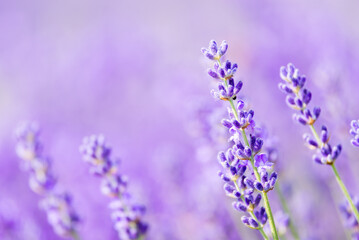 Purple background with blooming lavender flowers