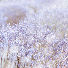White abstract background, lavender field with bokeh circles. - 518590264