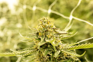 Cannabis Plant Marijuana