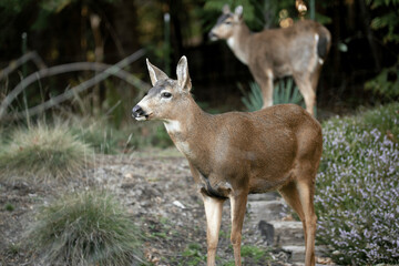 Deer Pacific Northwest