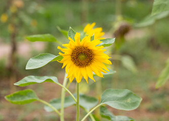 sunflower in the garden