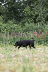 black dog running in the woods