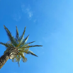 Obraz na płótnie Canvas Green palm tree against sky and clouds with copy space.
