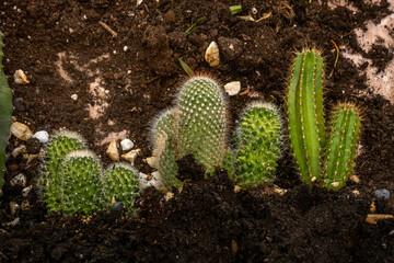 Various cacti on a plastic sheet with their root balls ready to be transplanted into pots