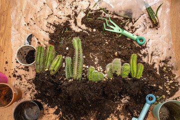 Several cacti in a plastic sheet with their root balls ready to be transplanted into colored pots and decorative stones and garden tools
