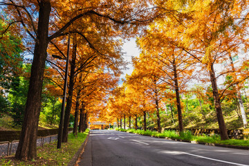 Obraz premium 住宅街の秋 メタセコイア