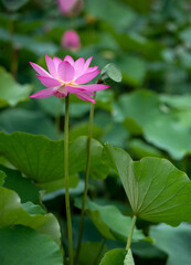 Obraz premium The lotus opens ten li xiang