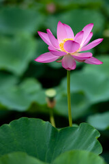Obraz premium The lotus opens ten li xiang