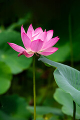 Obraz premium The lotus opens ten li xiang