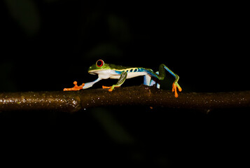 Iconic Red Eye Tree Frog Costa Rica
