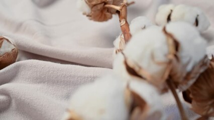 Branch of cotton with beautiful lush flowers against a background of light gray or white fabric with folds. Cotton textiles texture, fabric industry. Natural cotton, organic fiber. 4K video footage