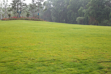 The green grass in the wetland Park