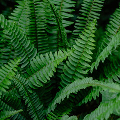 fern leaves